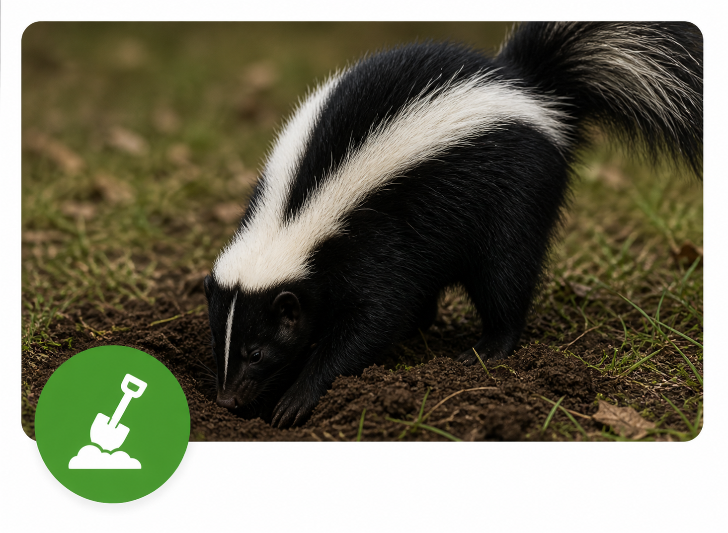 A black and white striped skunk digging in the soil outdoors.