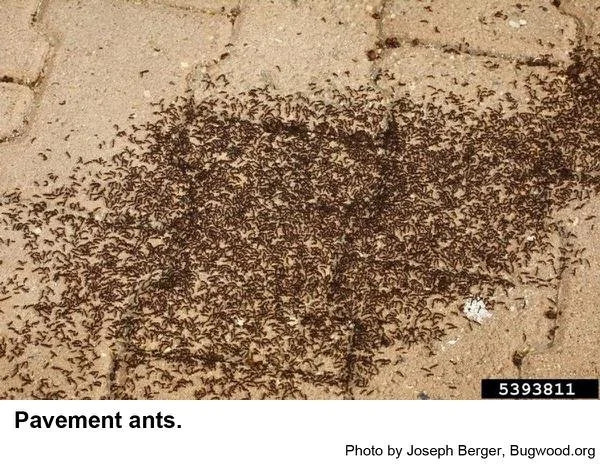 Pavement ants nesting under concrete near home foundation in Oklahoma City