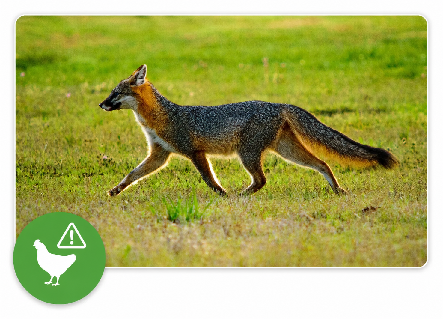 A fox walking across a grassy field with a green warning icon indicating a chicken or poultry alert.