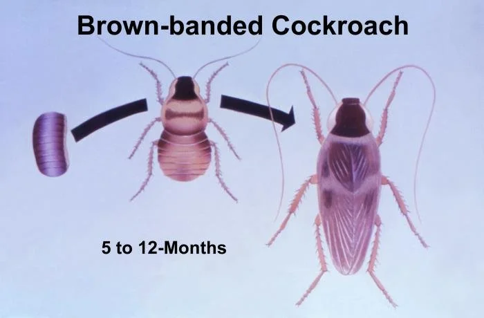 Brown-banded cockroach hiding in dry areas like furniture and electronics in Edmond, Oklahoma