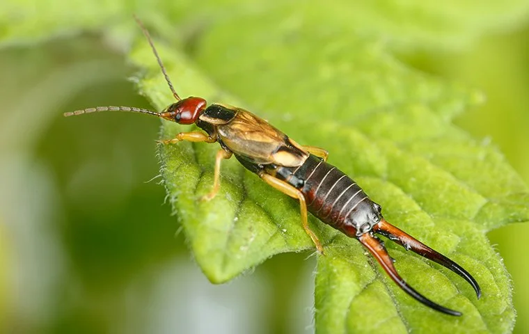 Earwig insect commonly found in Oklahoma City homes near moisture and mulch areas requiring pest control