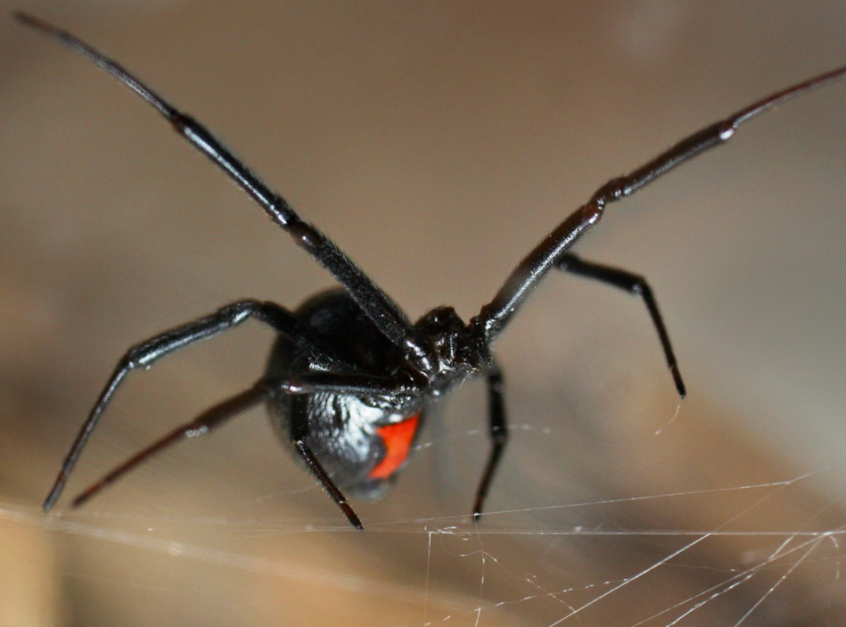 black widow that can be found in oklahoma homes