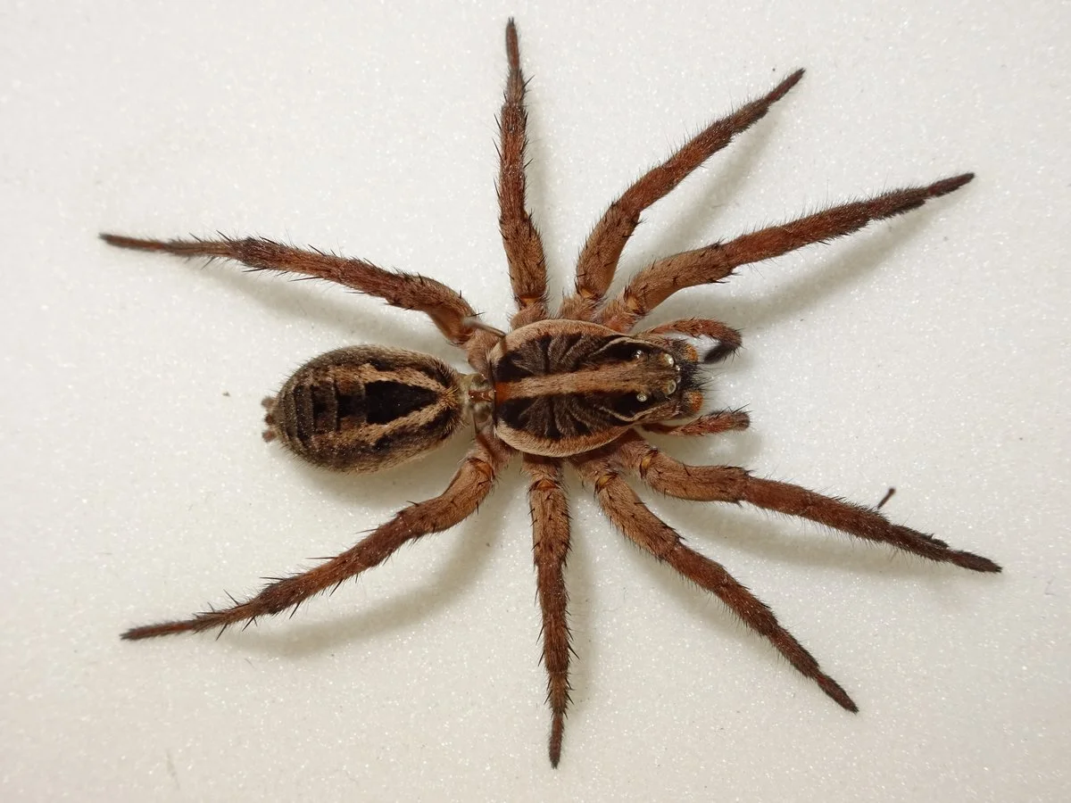 spider after treatment still visible normal pest control