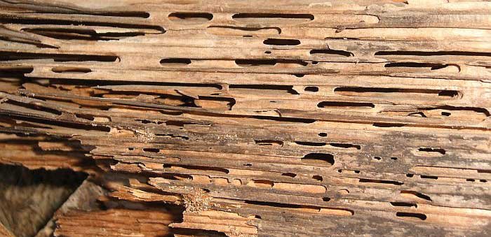 Carpenter ant damage in wood with visible galleries and sawdust-like frass