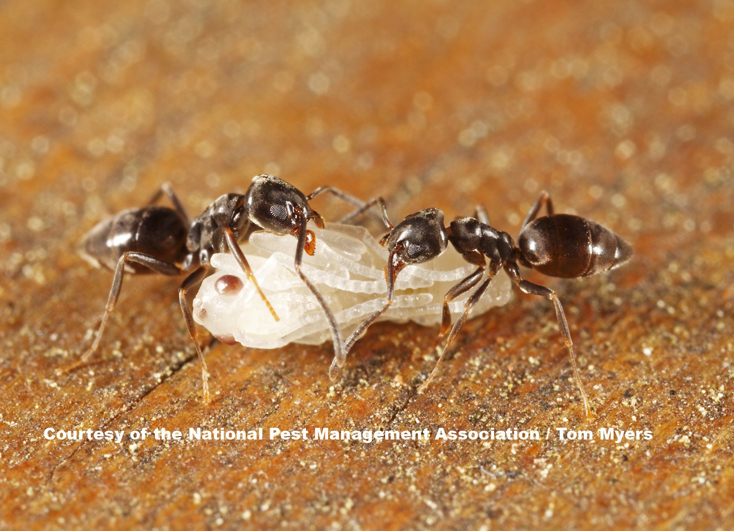 Odorous house ants feeding and forming trails, showing colony behavior and activity indoors