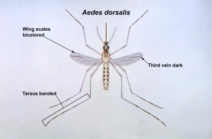 Aedes dorsalis mosquito species found in Oklahoma City related to mosquito control and treatment services