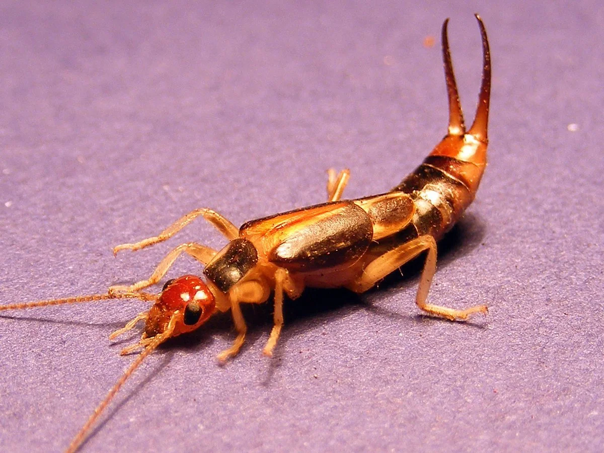 Earwig inside home in Oklahoma City showing common indoor infestation caused by outdoor moisture and entry points