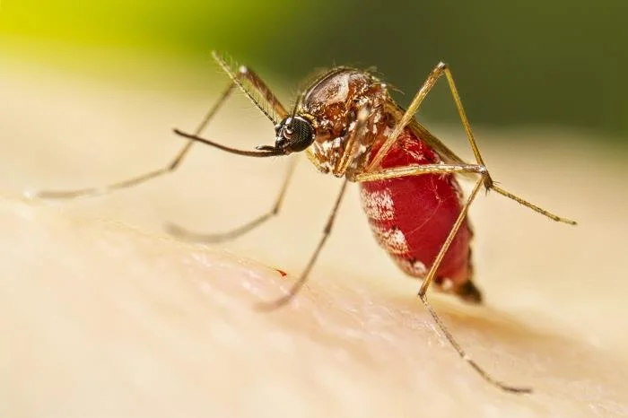 mosquito-biting-human-skin-oklahoma.jpg
