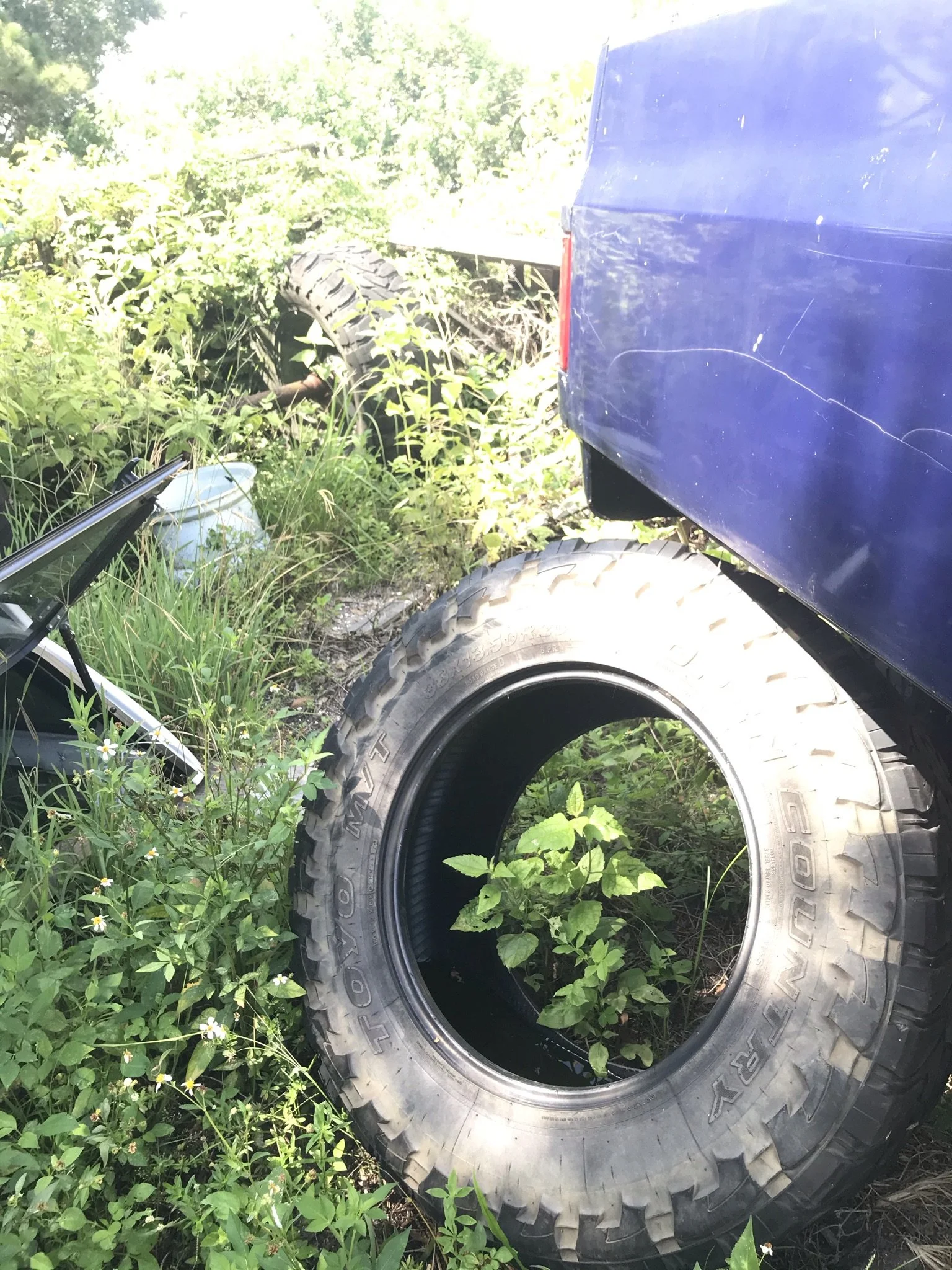 Mosquito breeding site in standing water tire in Oklahoma City backyard