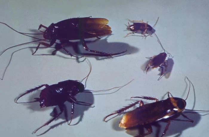 Multiple cockroaches showing rapid reproduction and infestation behavior in Edmond, Oklahoma homes