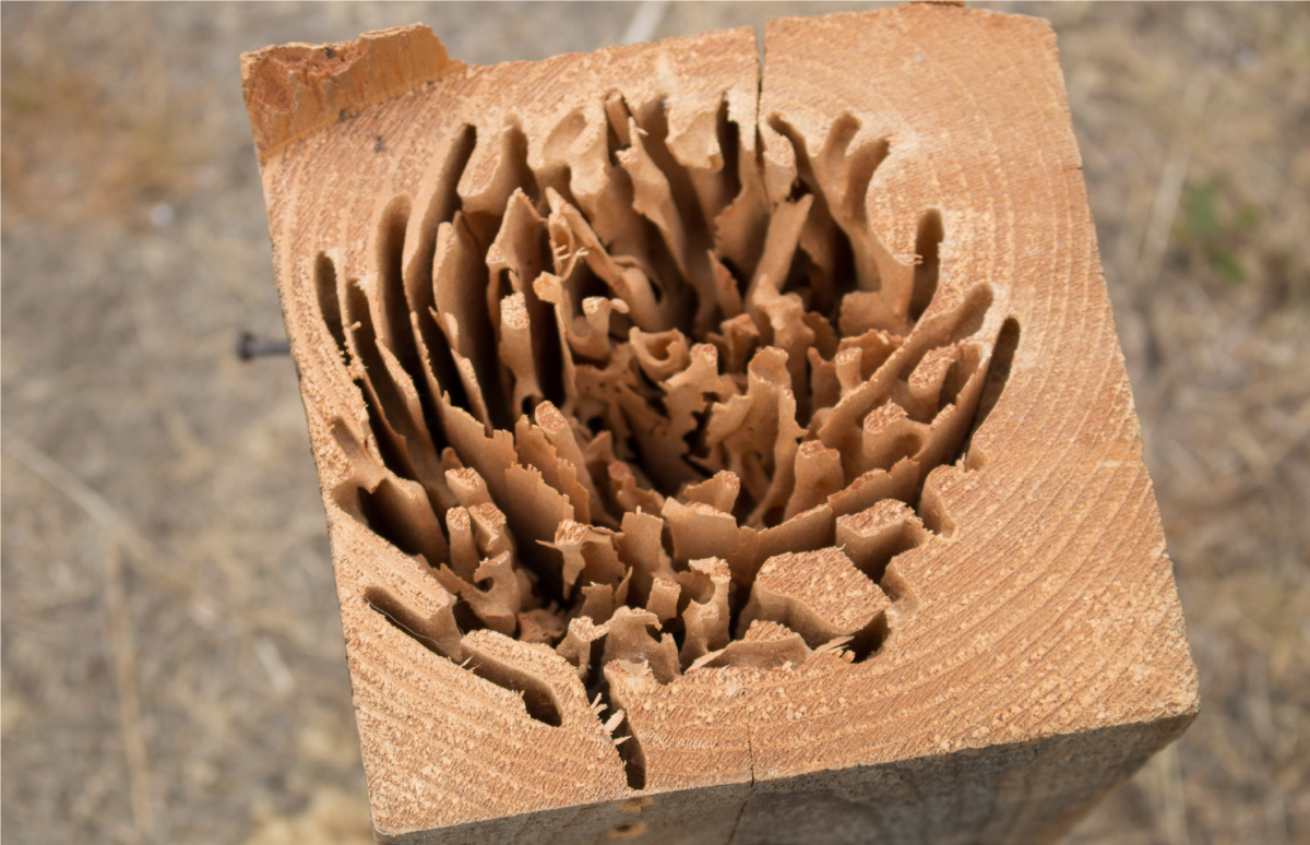 Carpenter ant galleries inside wood showing structural damage caused by infestation