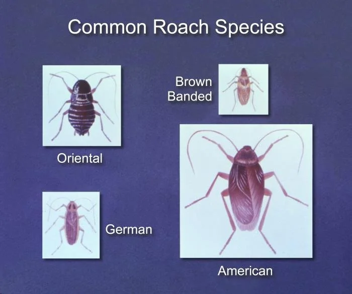 Chart showing common cockroach species including German, American, Oriental, and brown-banded roaches in Edmond, Oklahoma
