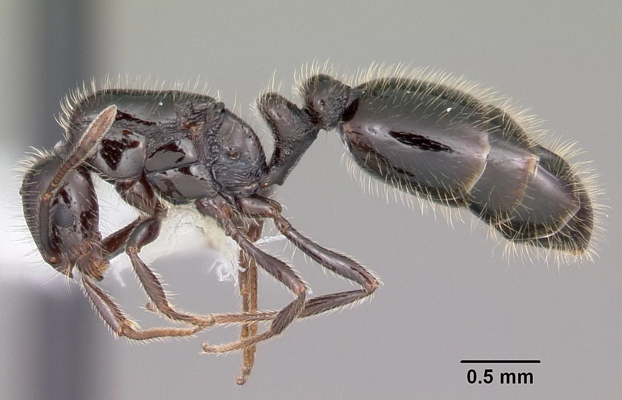 Little black ant (Monomorium minimum) close-up showing small black body commonly found in Oklahoma City homes
