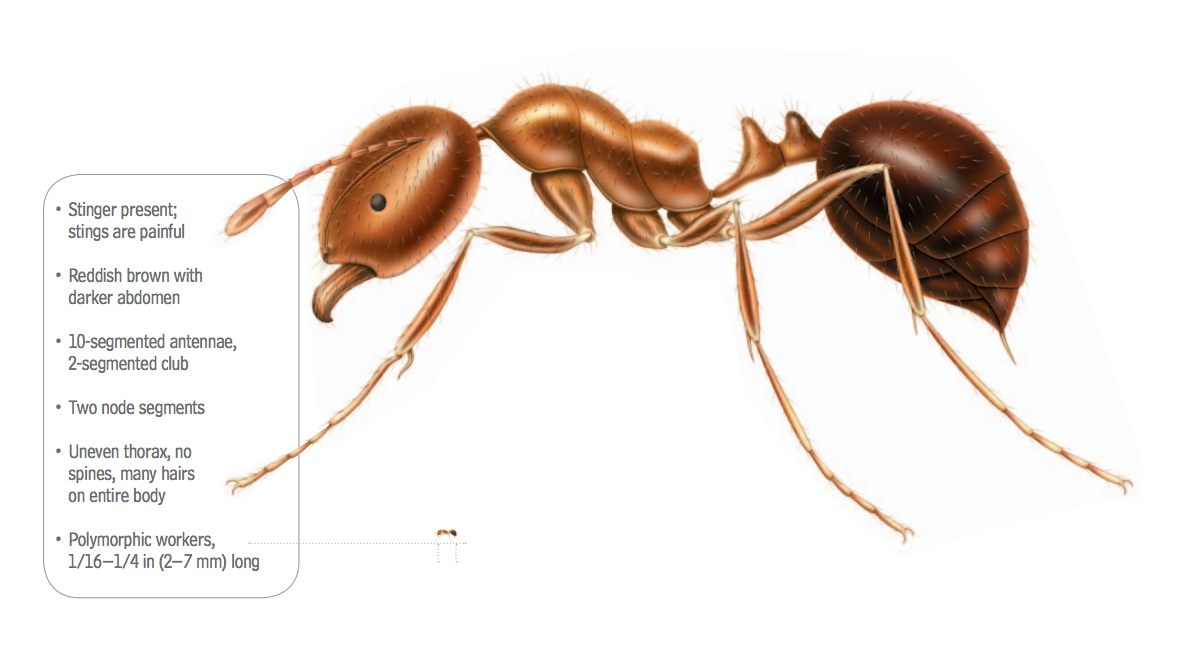 Fire ant identification showing body structure and features commonly found in Oklahoma City