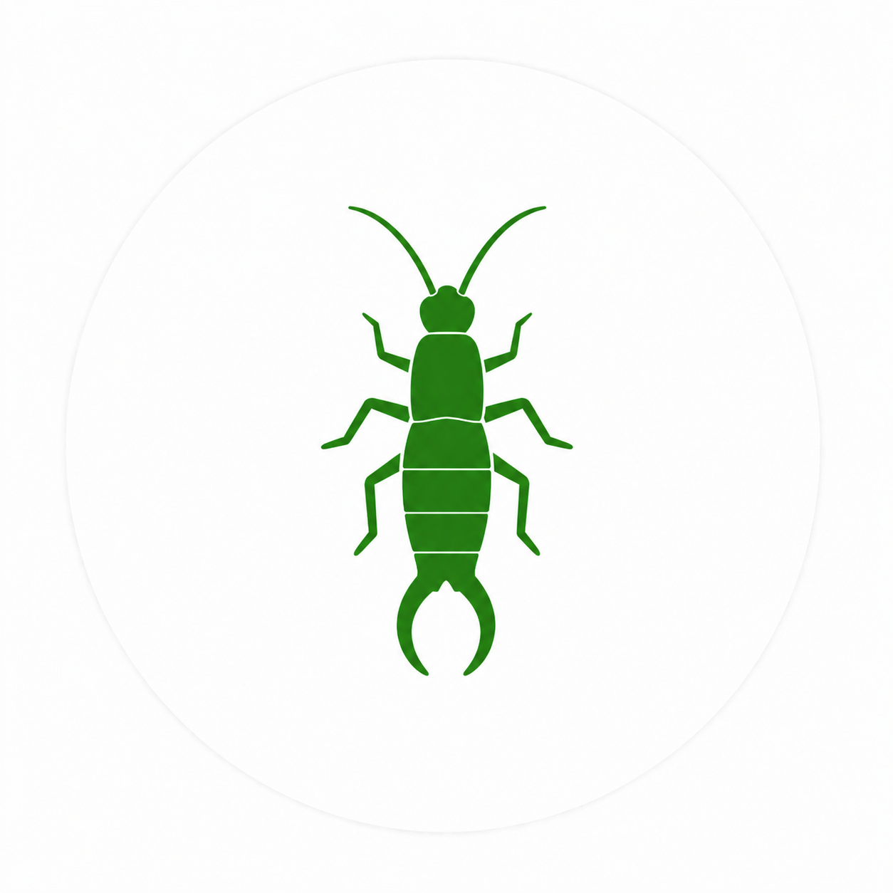 Earwig pest control service in Oklahoma City and Edmond