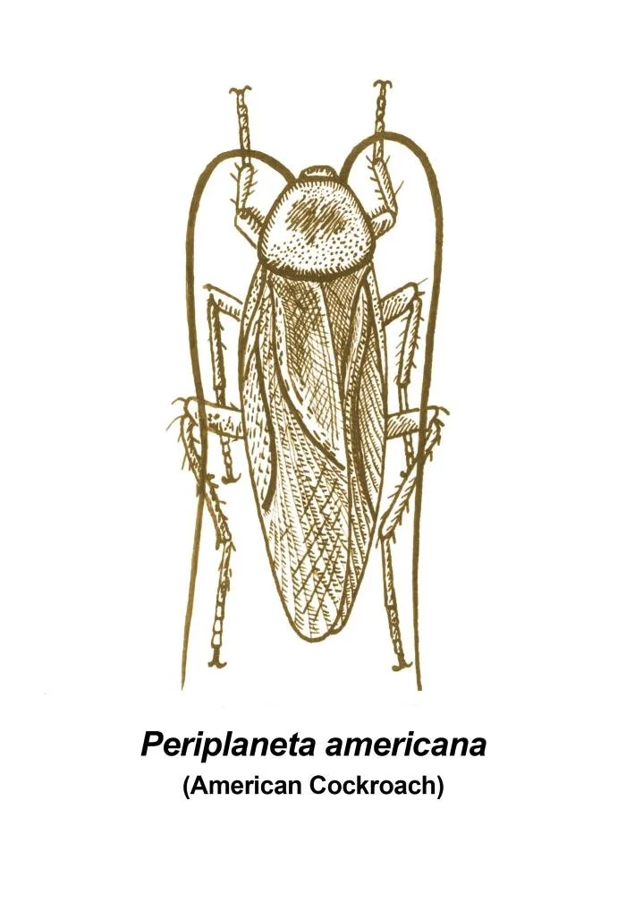American cockroach found in drains and sewer areas in Edmond, Oklahoma properties