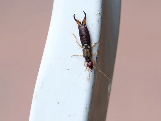 Earwig crawling on exterior surface near a home in Oklahoma