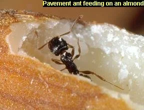 Pavement ant feeding on food source inside home kitchen environment