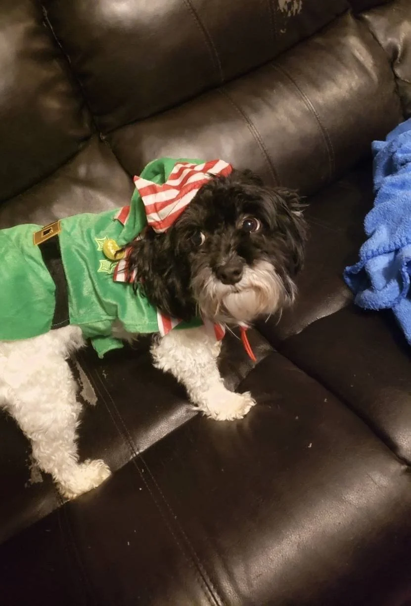 small black and white dog wearing festive outfit sitting on couch