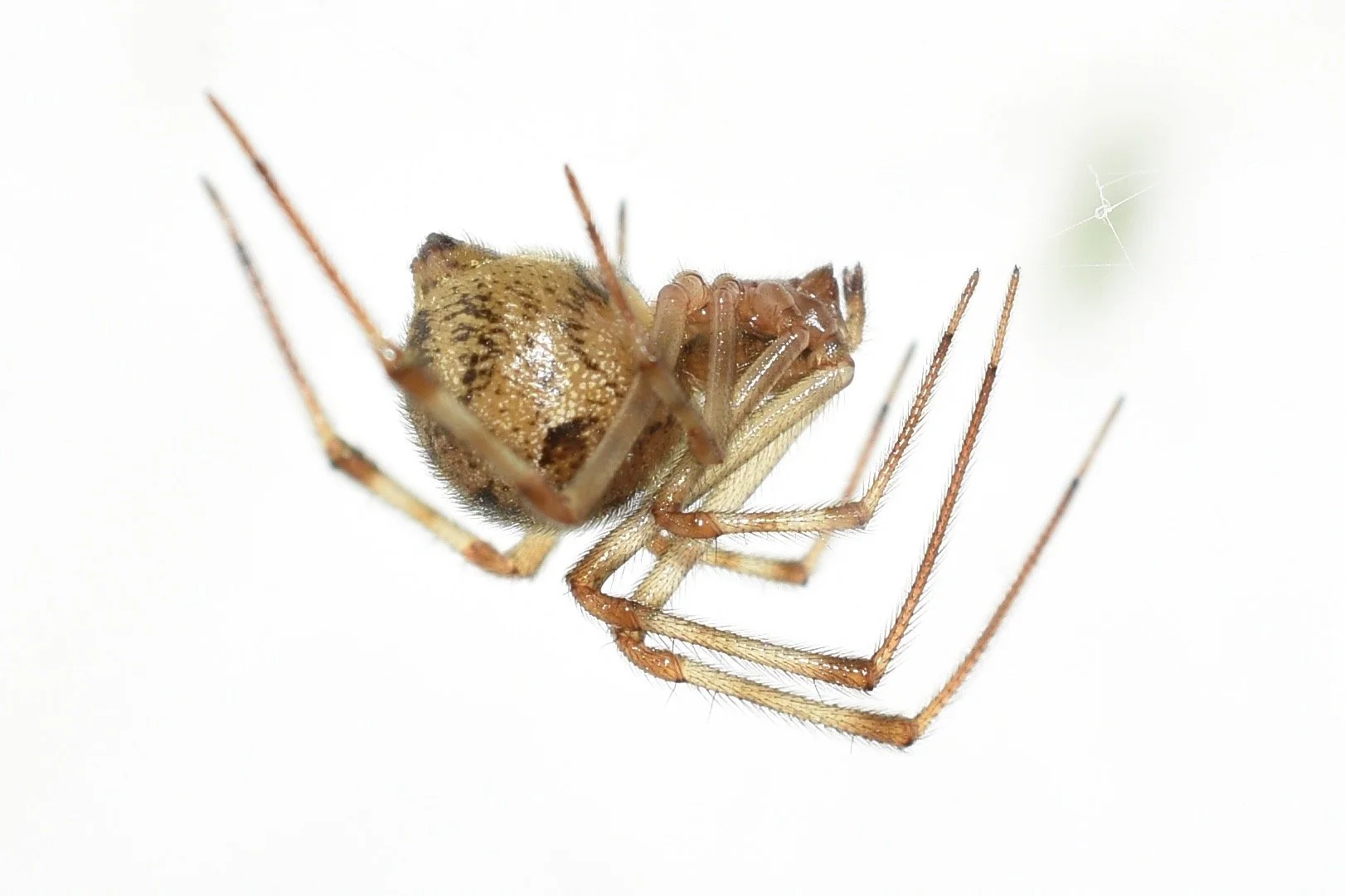 common house spider web corner oklahoma home