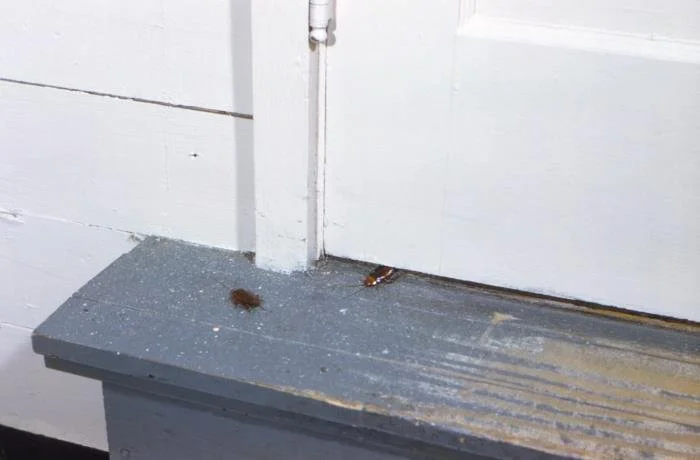 Cockroaches visible during the day indicating heavy infestation in Edmond, Oklahoma home