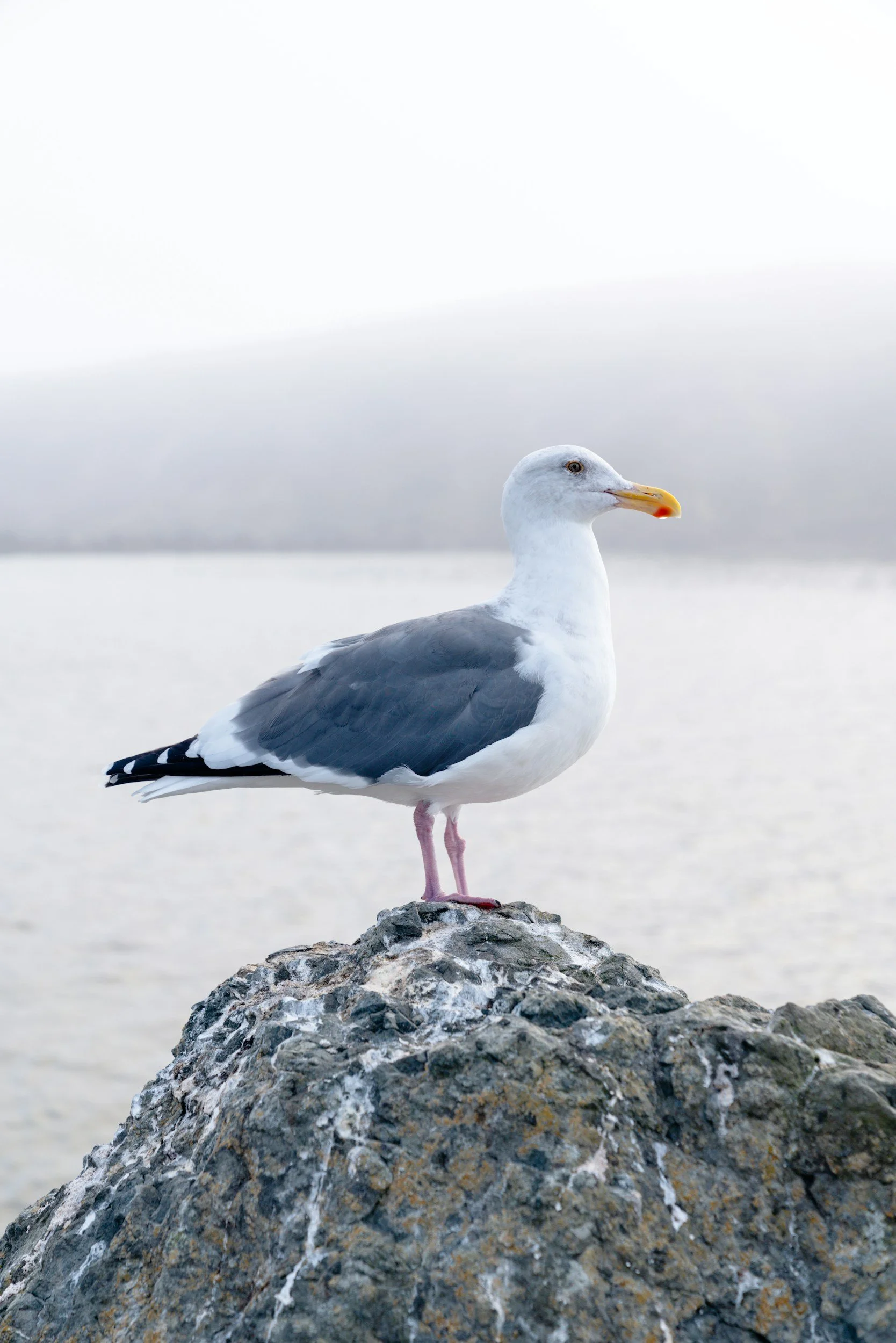 A seagull standing on a rocky surface near water, facing right with a cloudy sky background.