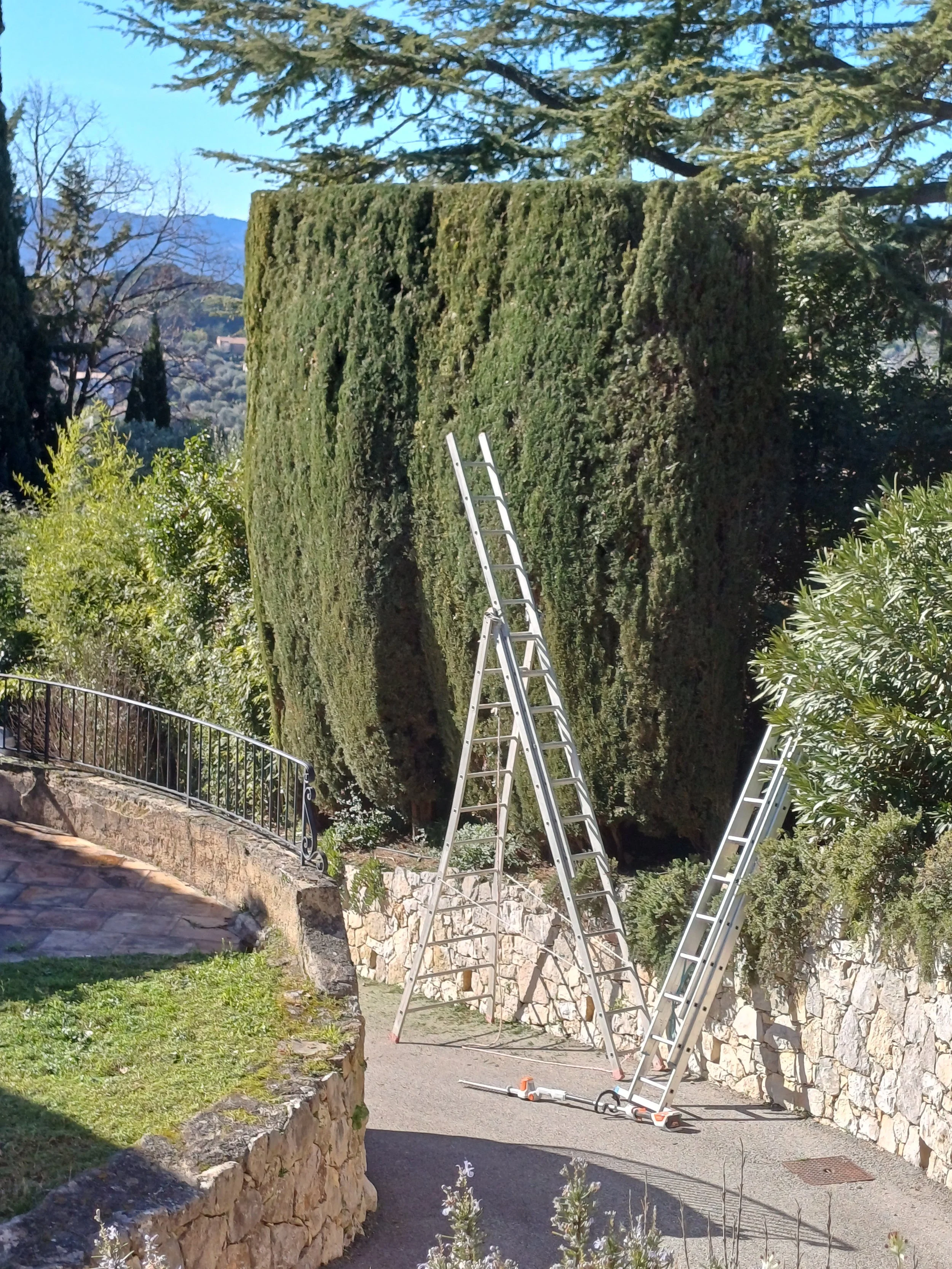 taille de haie dans une propriété à Antibes réalisée par jardinier Mangiflore, entretien soigné du jardin