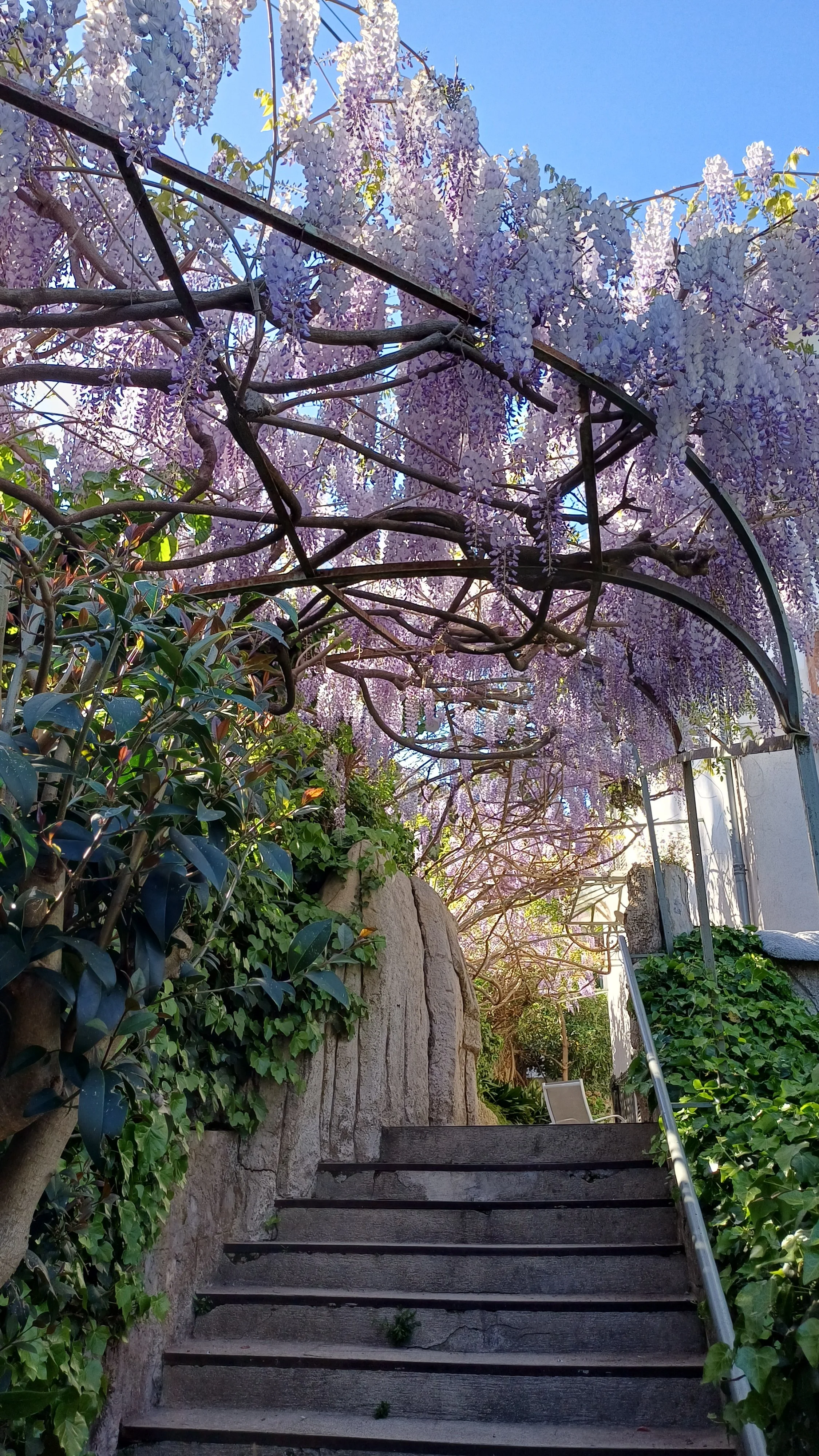 taille de glycine sur pergola dans une propriété à Vallauris réalisée par Mangiflore, entretien et mise en valeur du jardin
