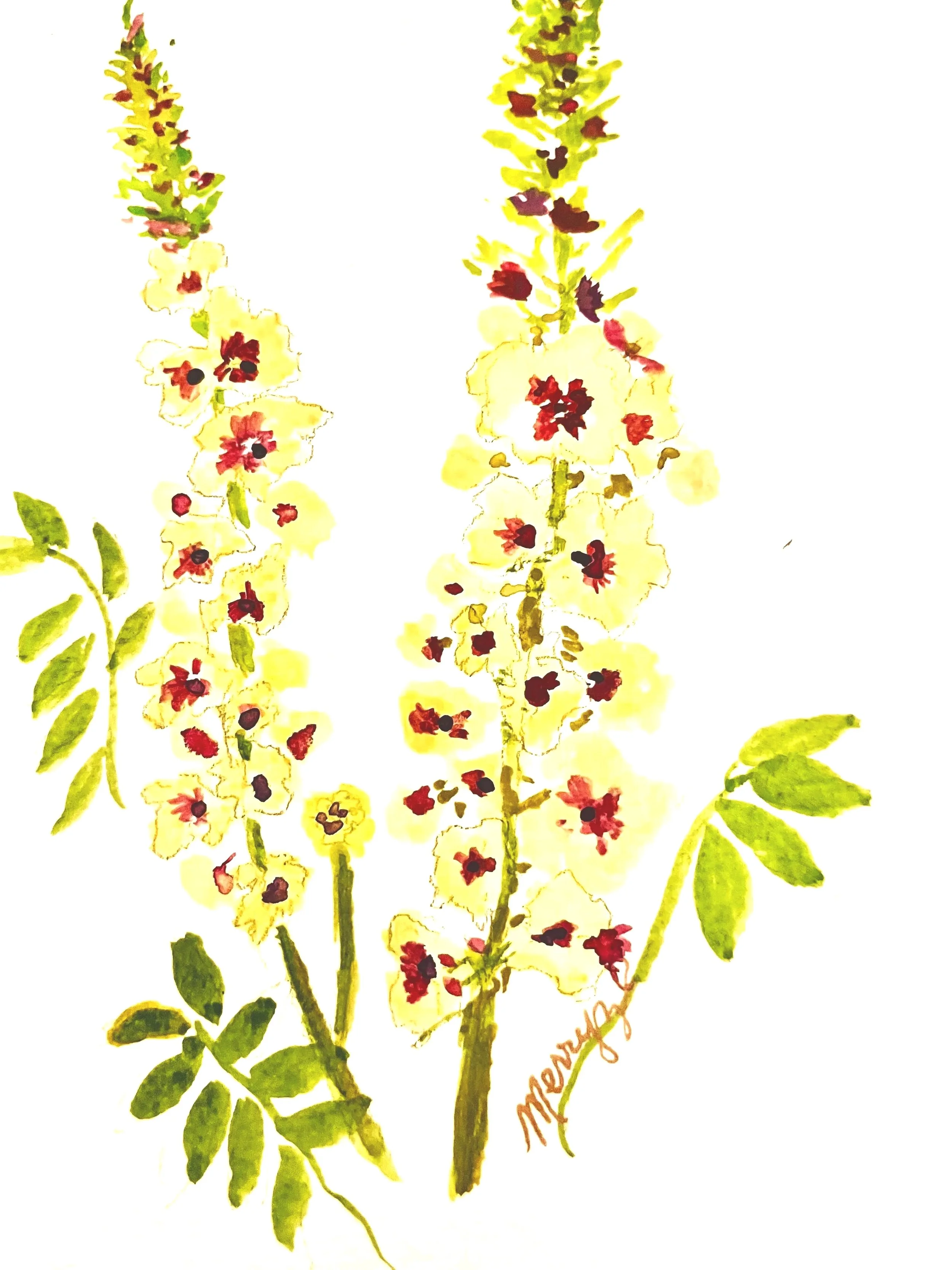 Mullein
