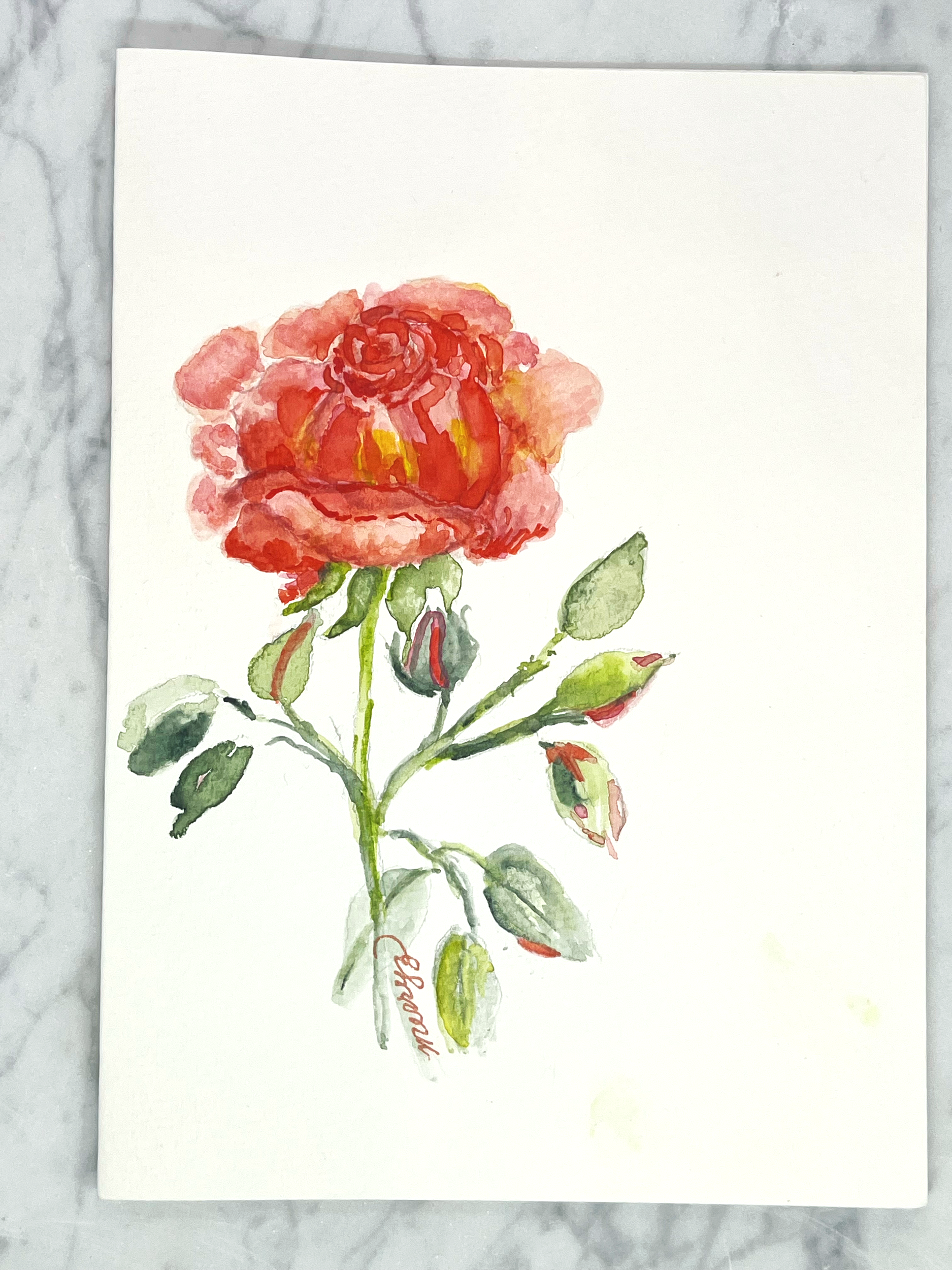 Suzanna's Rose