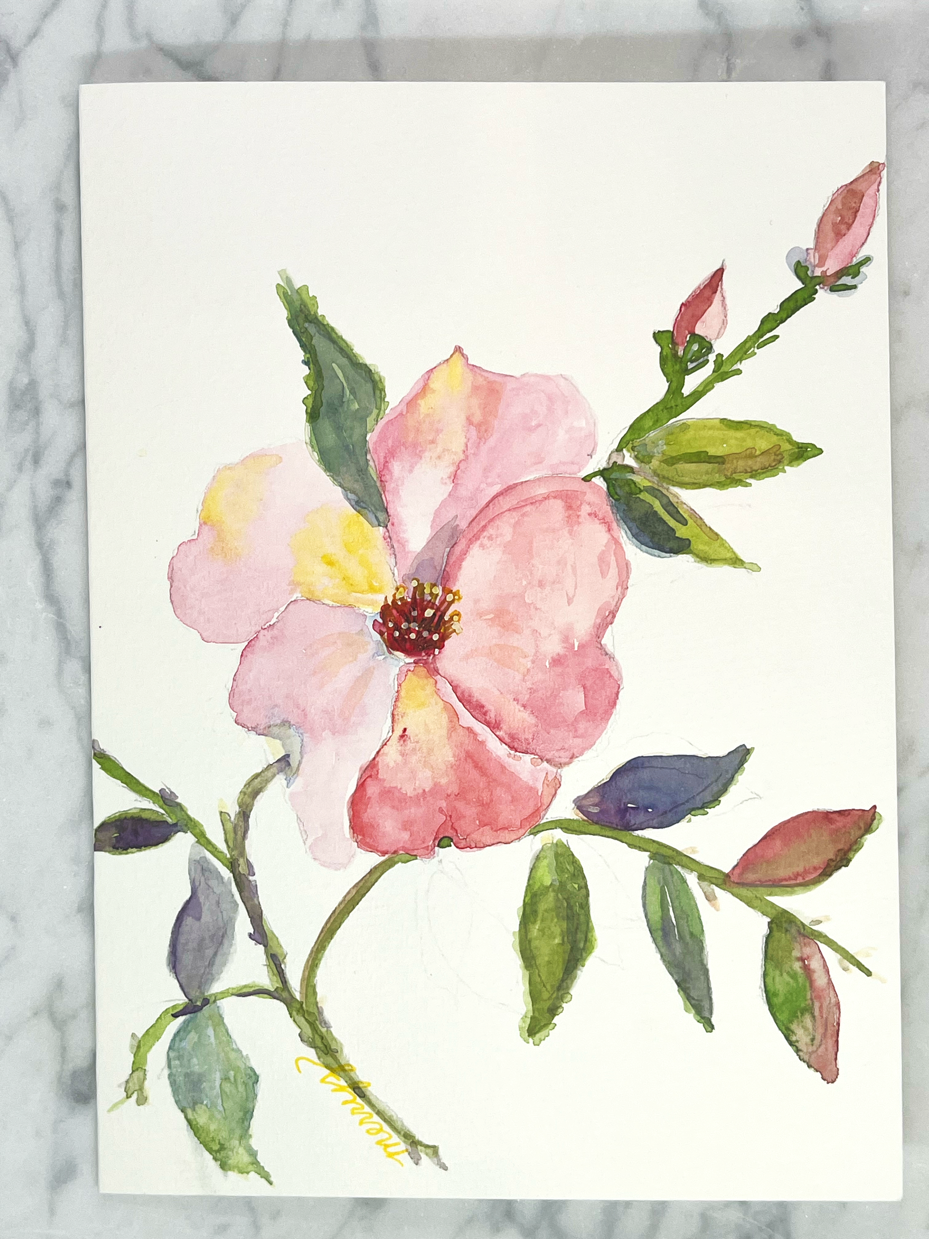 Rose of Sharon
