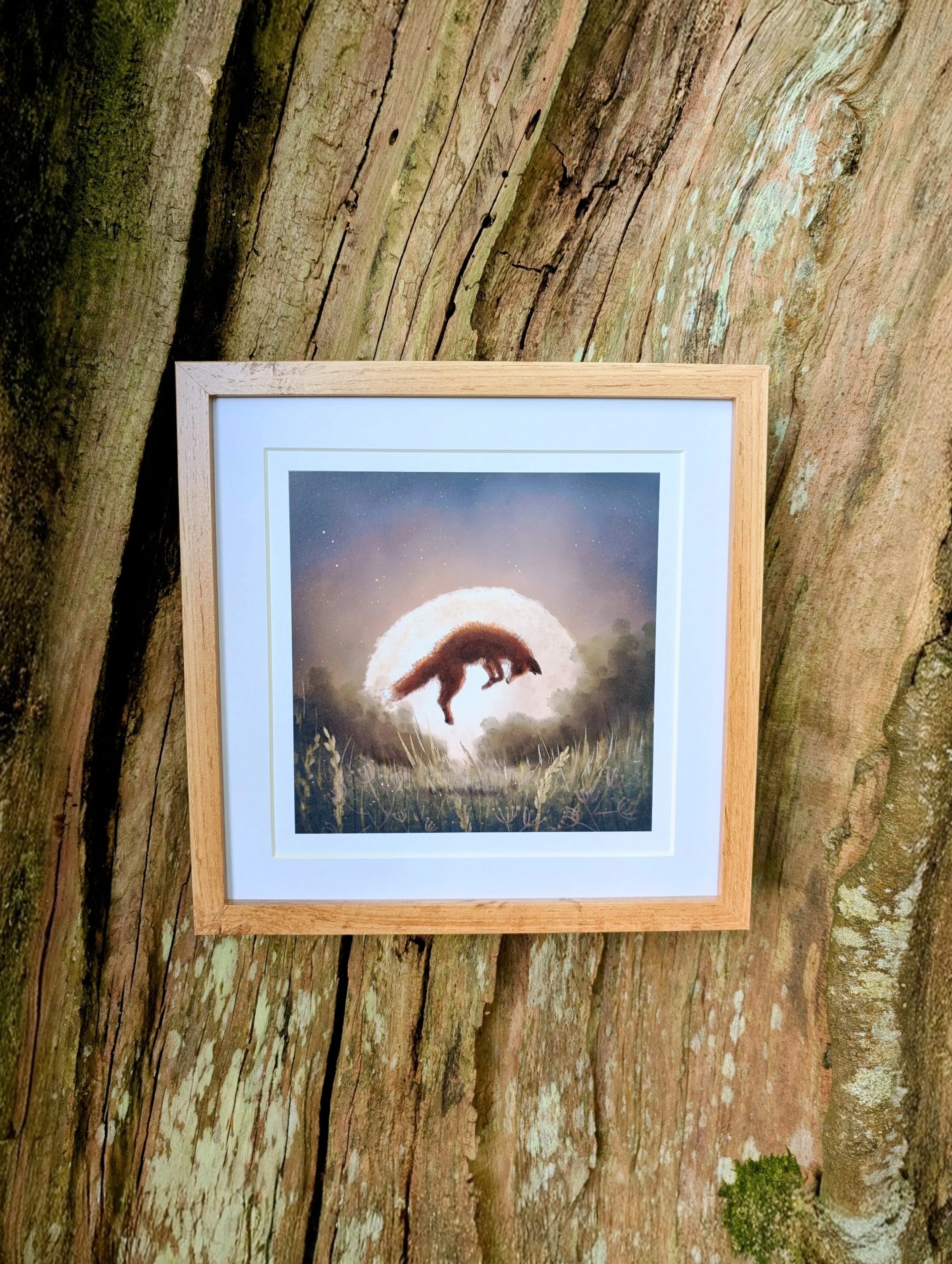 The Curious Fox