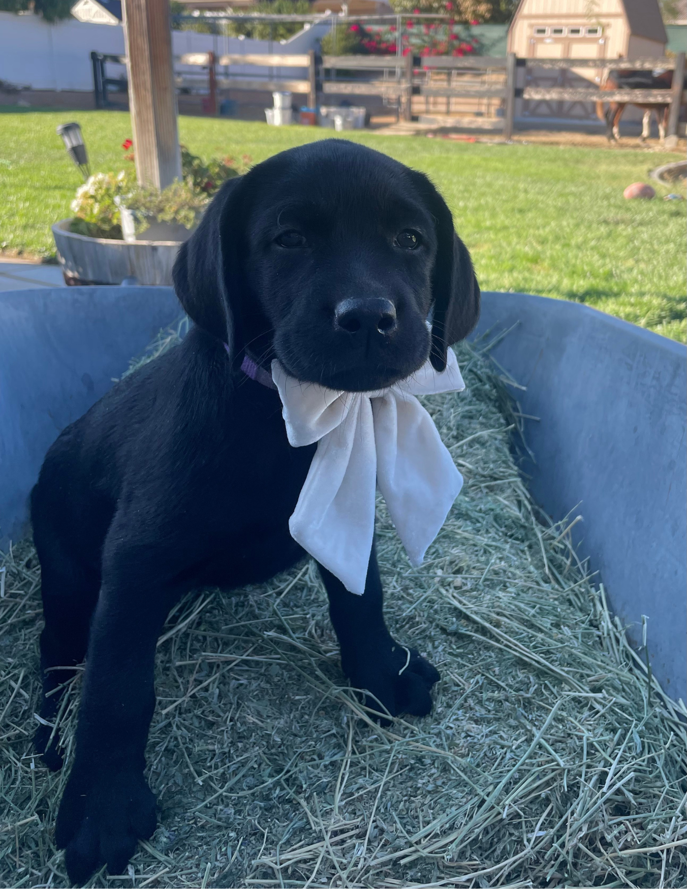 Legacy Labradors