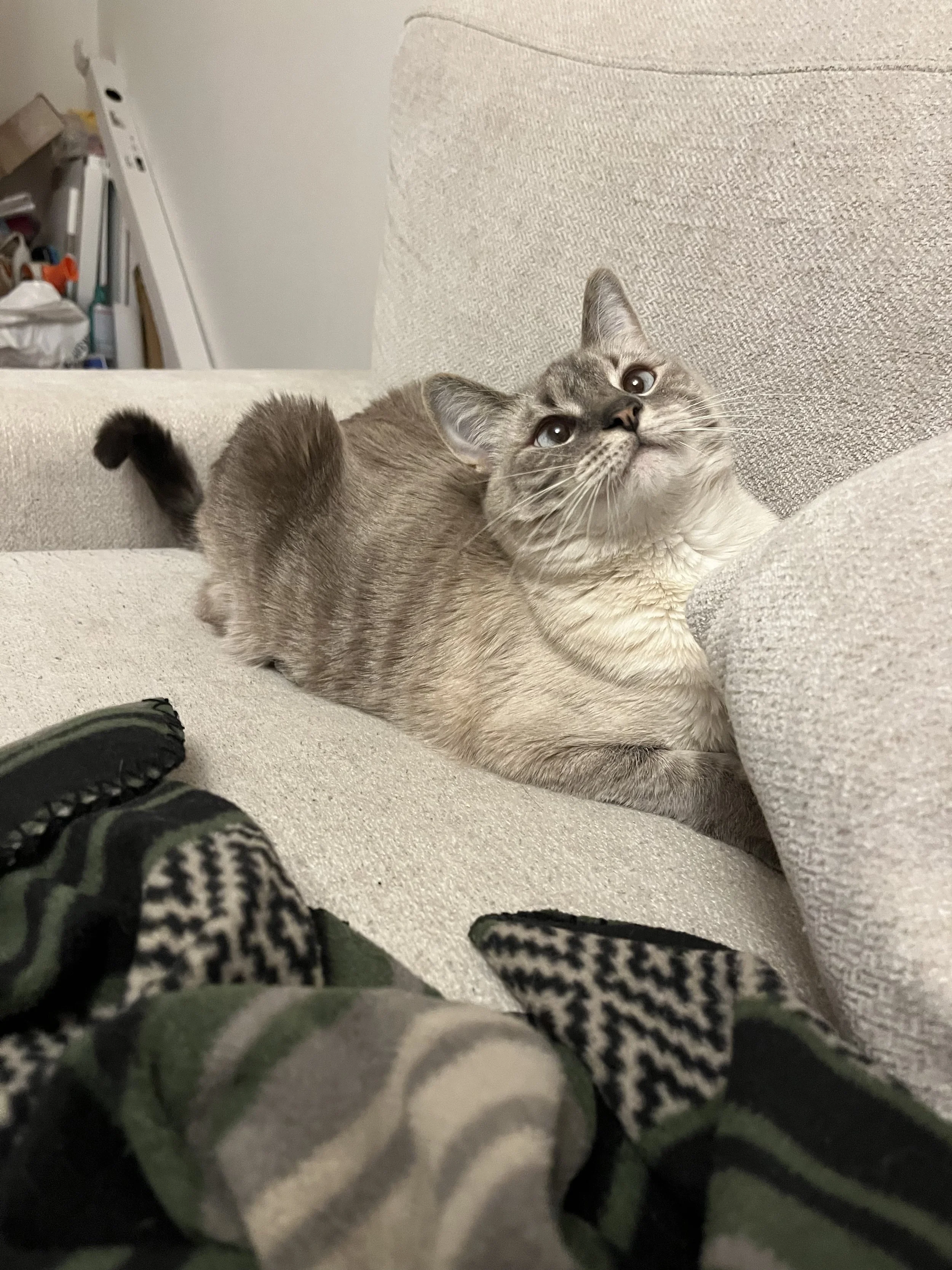 The problem with cat vigilantes