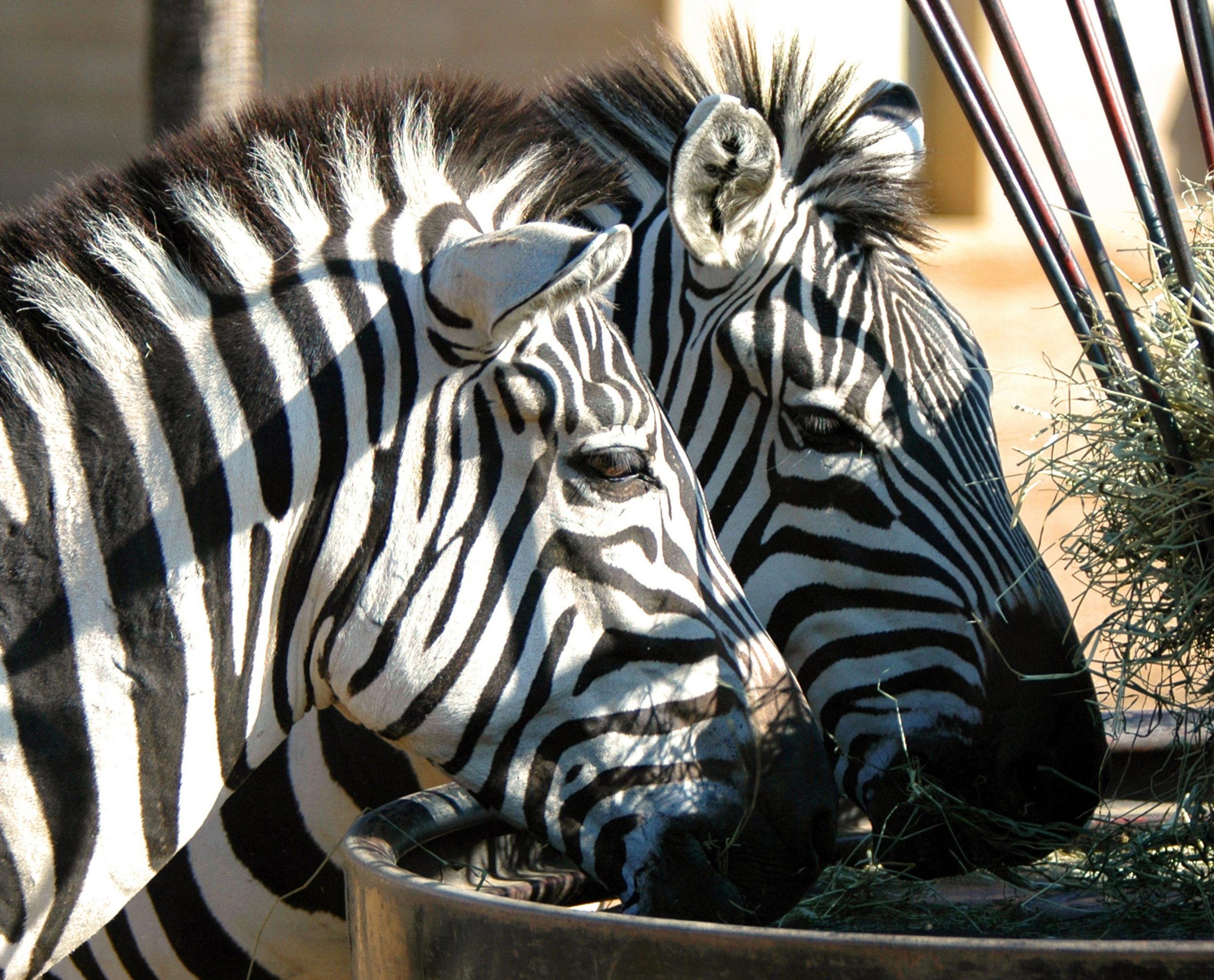 Double Zebras.jpg