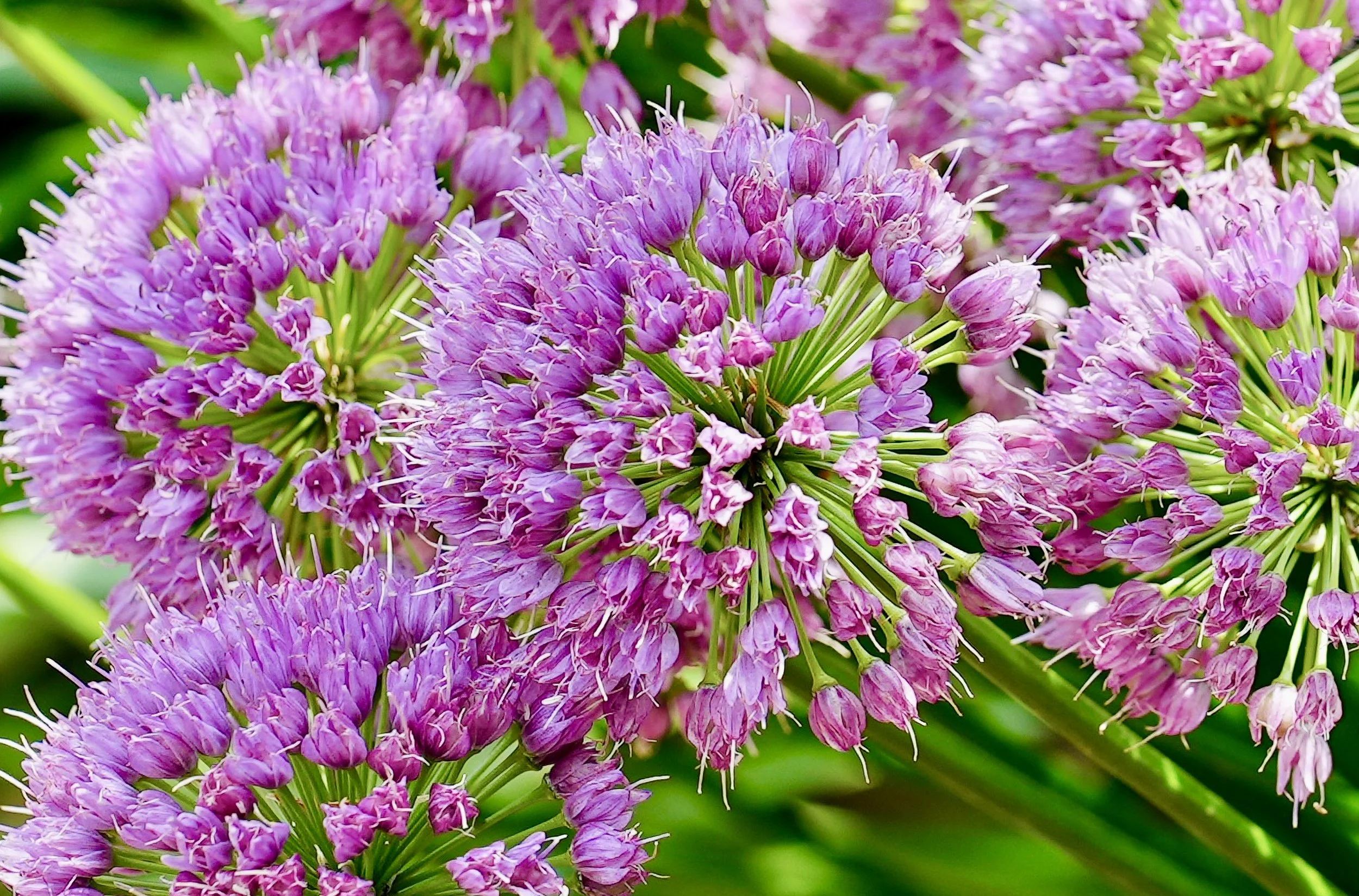 Allium Enhanced.jpeg