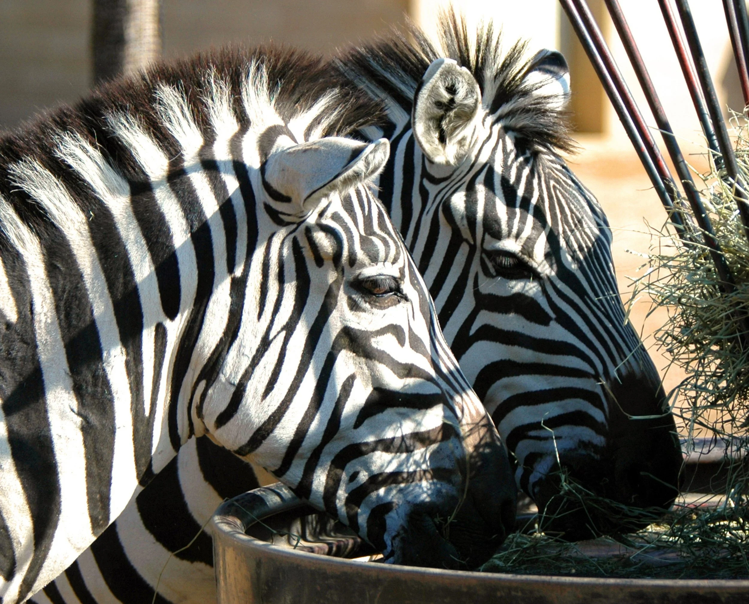 Zebra Duo