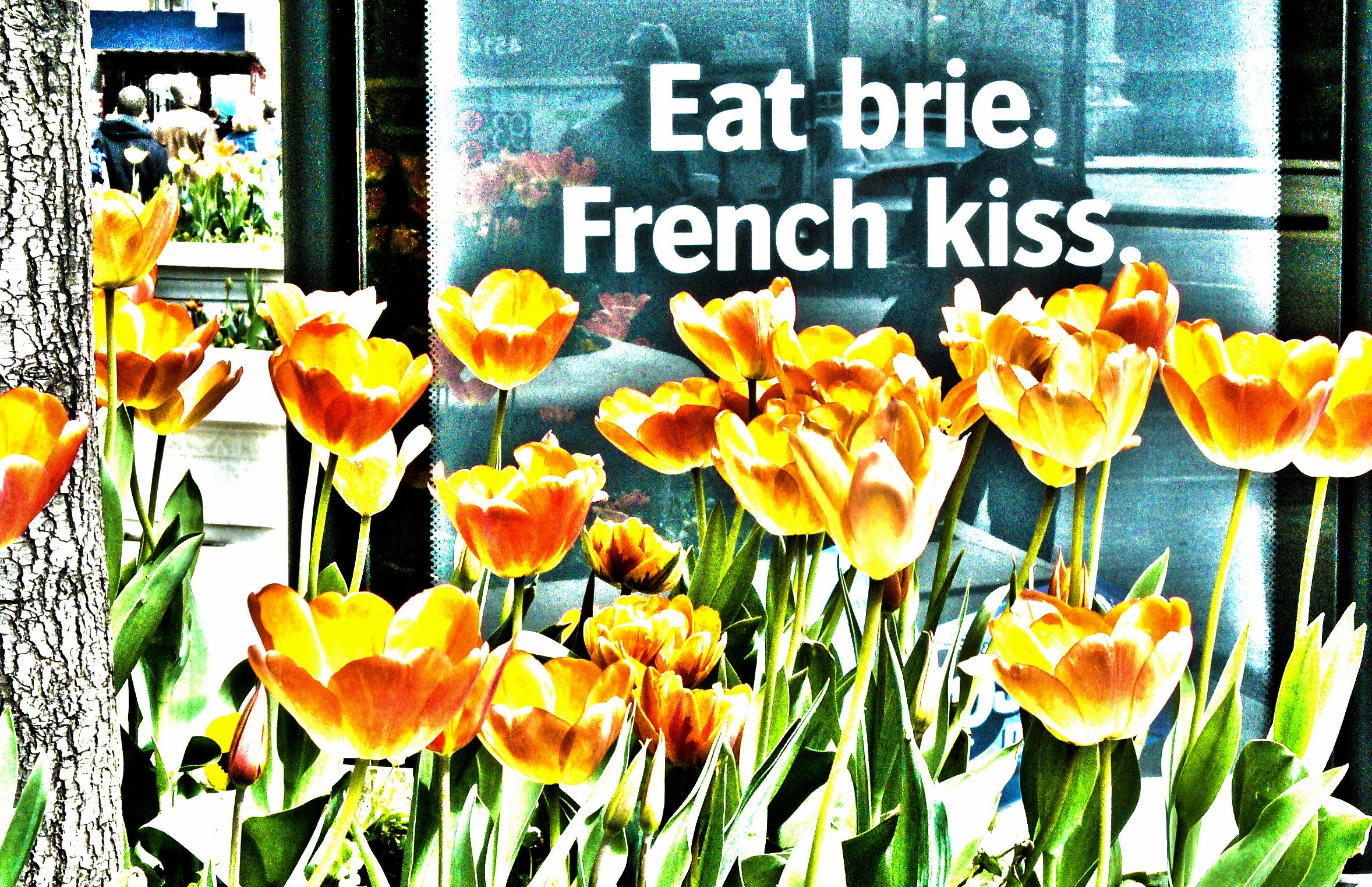 IMG Eat Brie tulips.JPG
