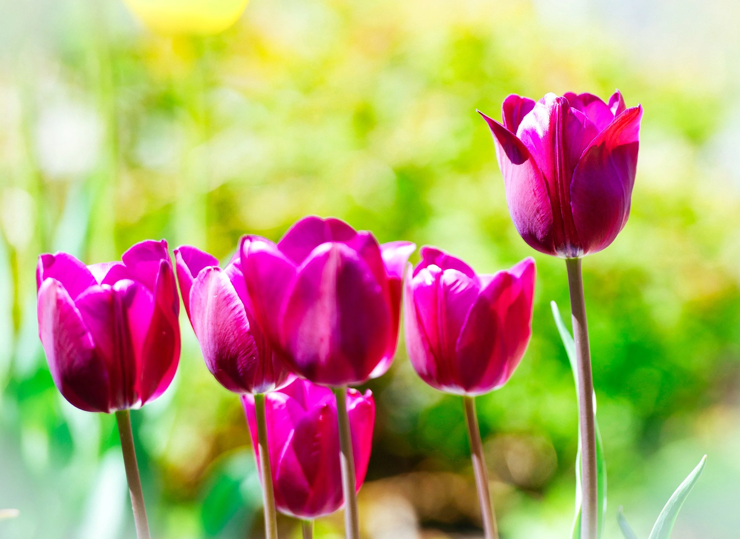 2523 Half Dozen Tulips Bright.jpg