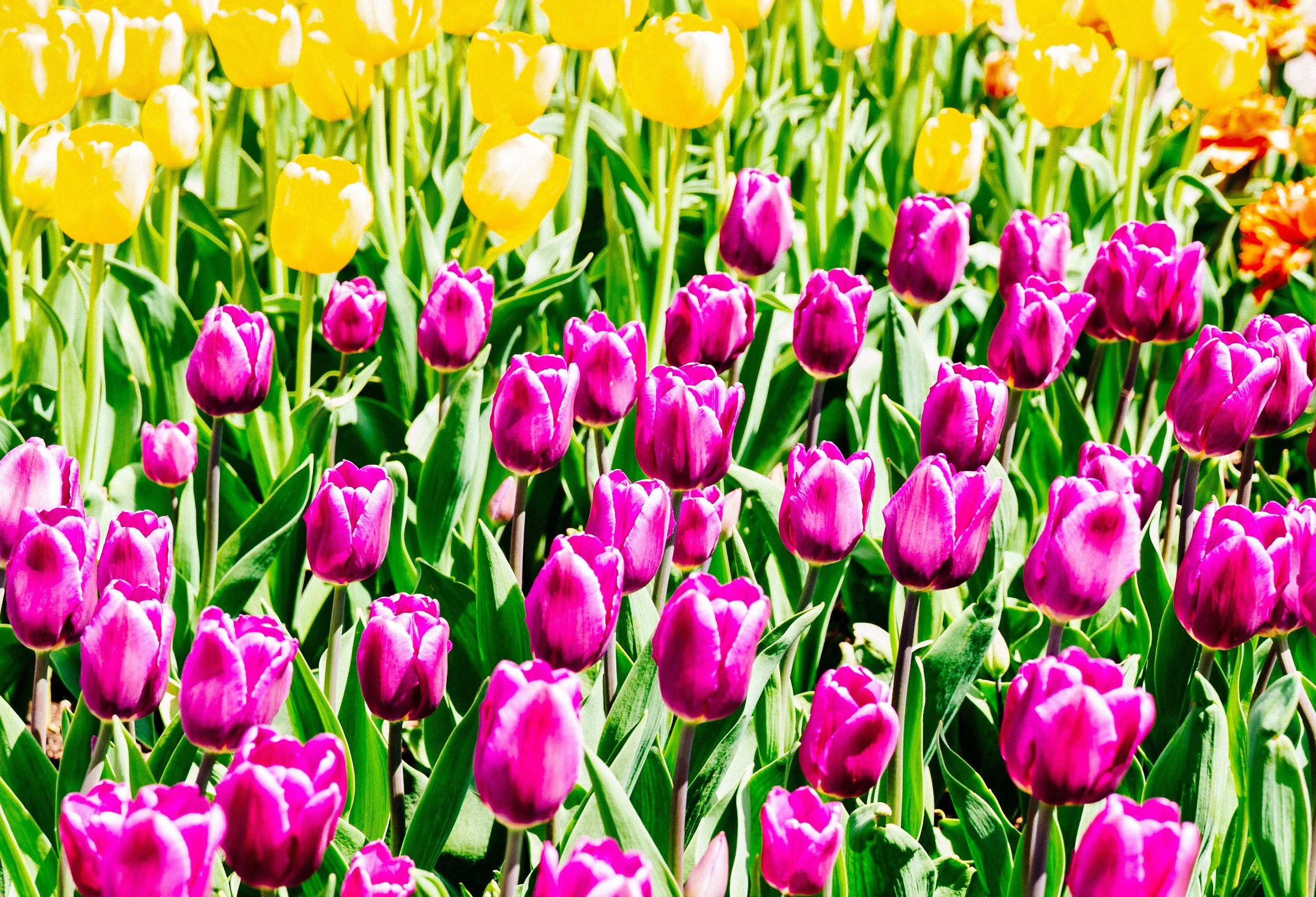Super Tulips.JPG