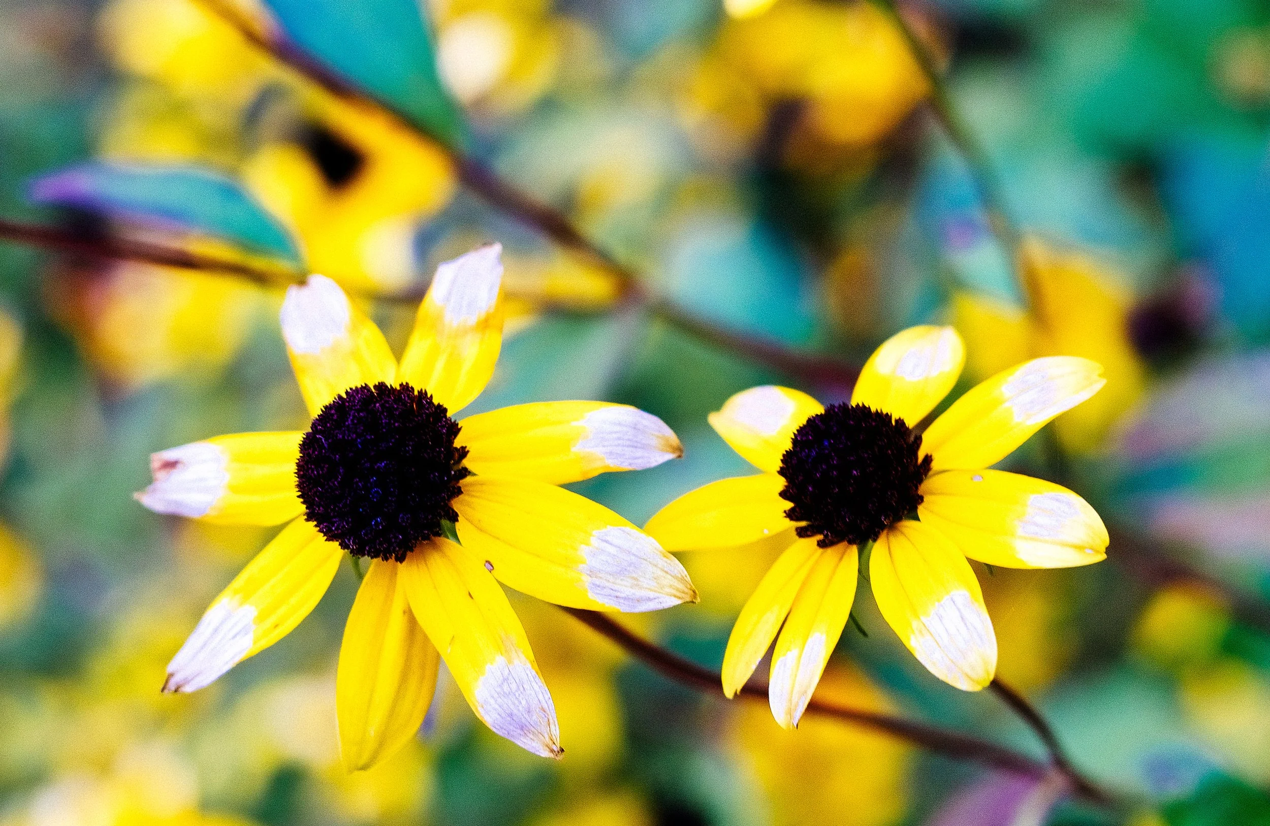 Black eyed Susan.JPG