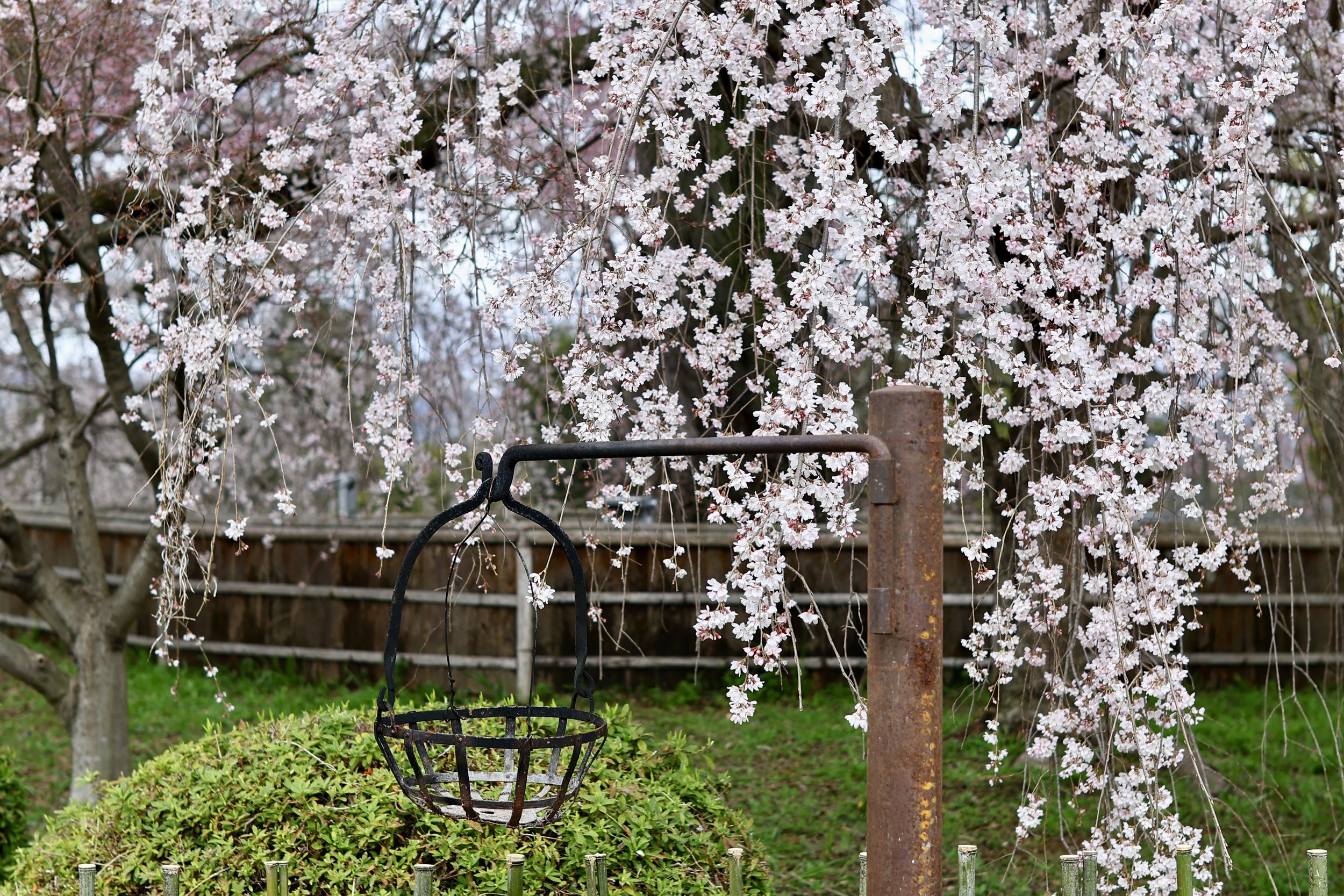 Cherry Blossom Basket "to-do" cards