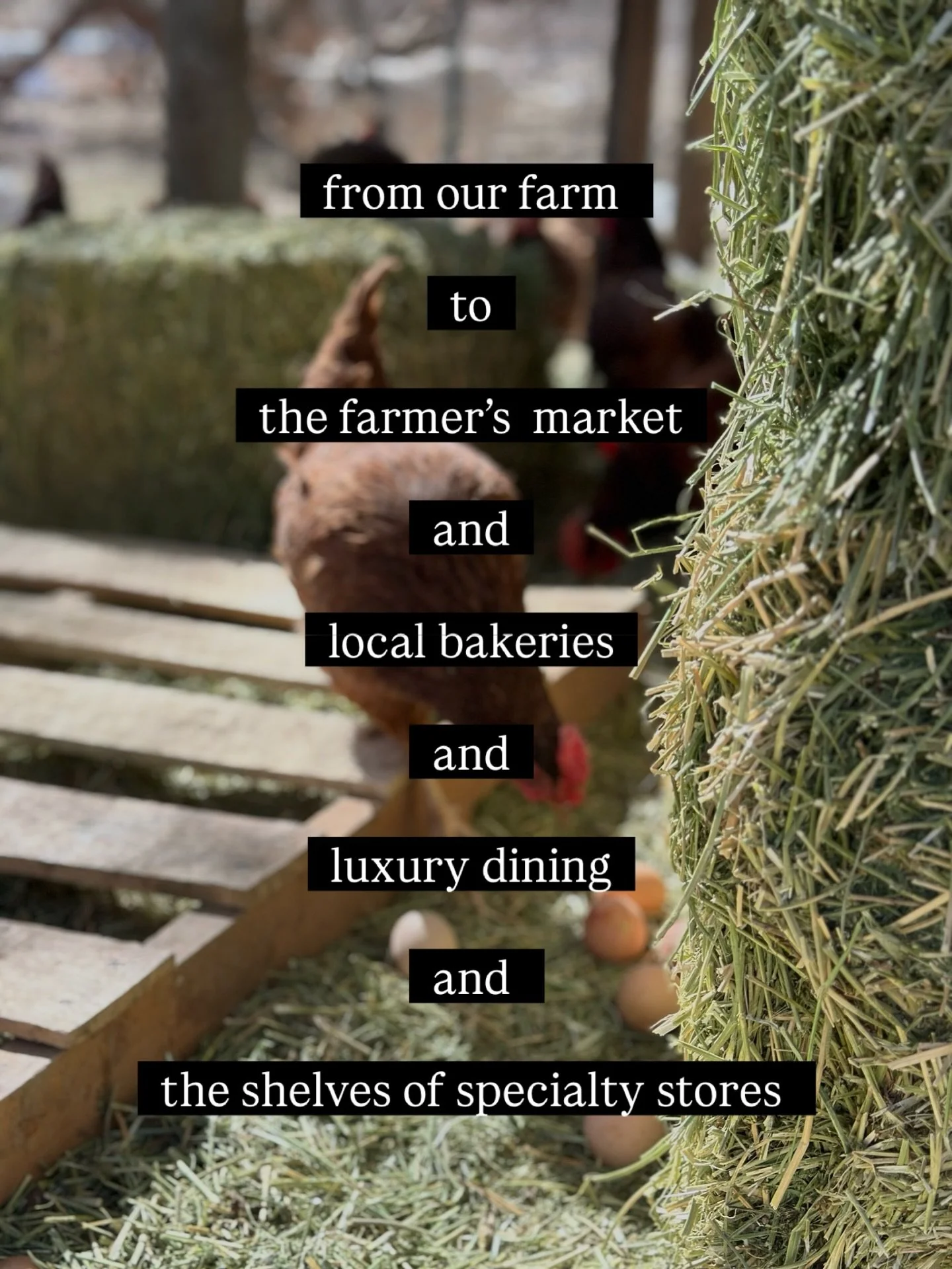 From our ranch to the farmer&rsquo;s market and local bakeries and luxury dining and specialty stores and to our community and bellies &mdash;swipe to see what &ldquo;farm to table&rdquo; means to @henrys_egg_farm 

Henry&rsquo;s Egg Farm specializes