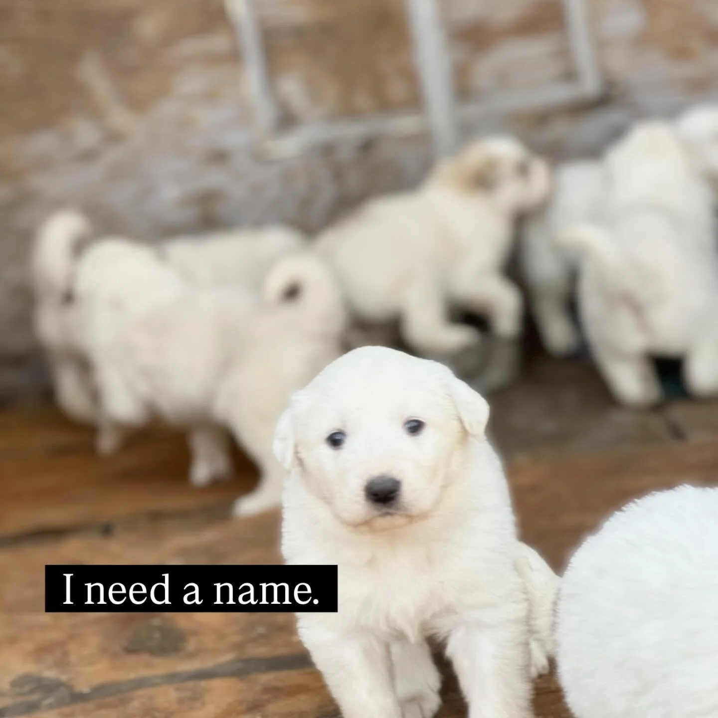Matilda, our Livestock Guardian Dog @henrys_egg_farm, had 7 healthy puppies! Help us name our newest farm pups in training&mdash;comment below with your best name 🐾 

What is a Livestock Guardian Dog (LGD)? A great LGD will keep watch over your live