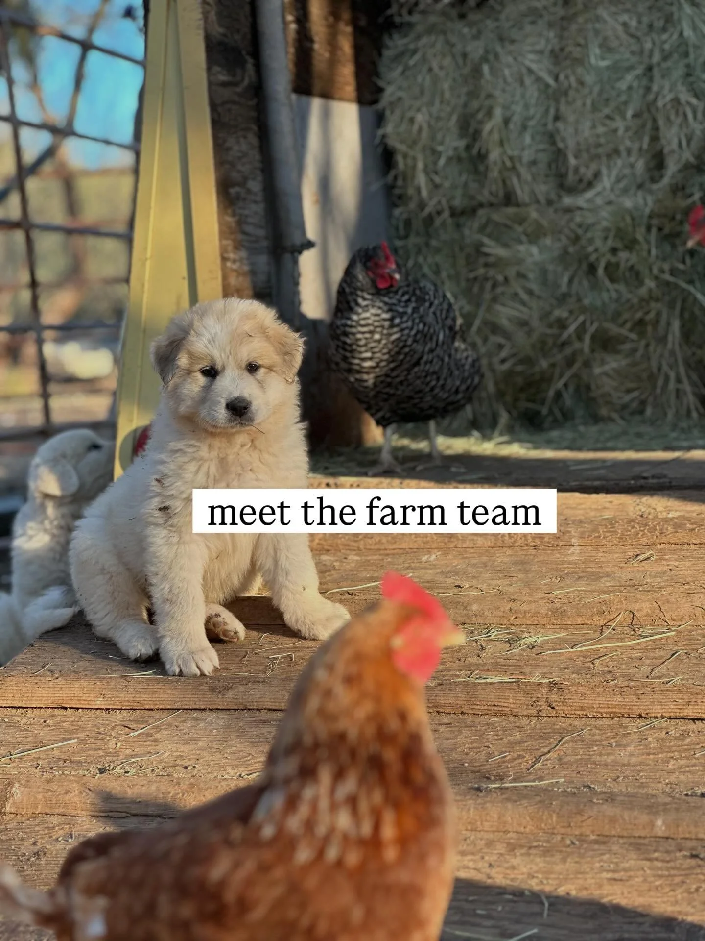 meet the team @henrys_egg_farm 💛🥚
Our happy hens, including Rhode Island Reds, Barred Rocks, and New Hampshire Reds, are raised with care from day-old chicks and nourished with an organic, soy-free, and corn-free diet. They enjoy a free-range lifes