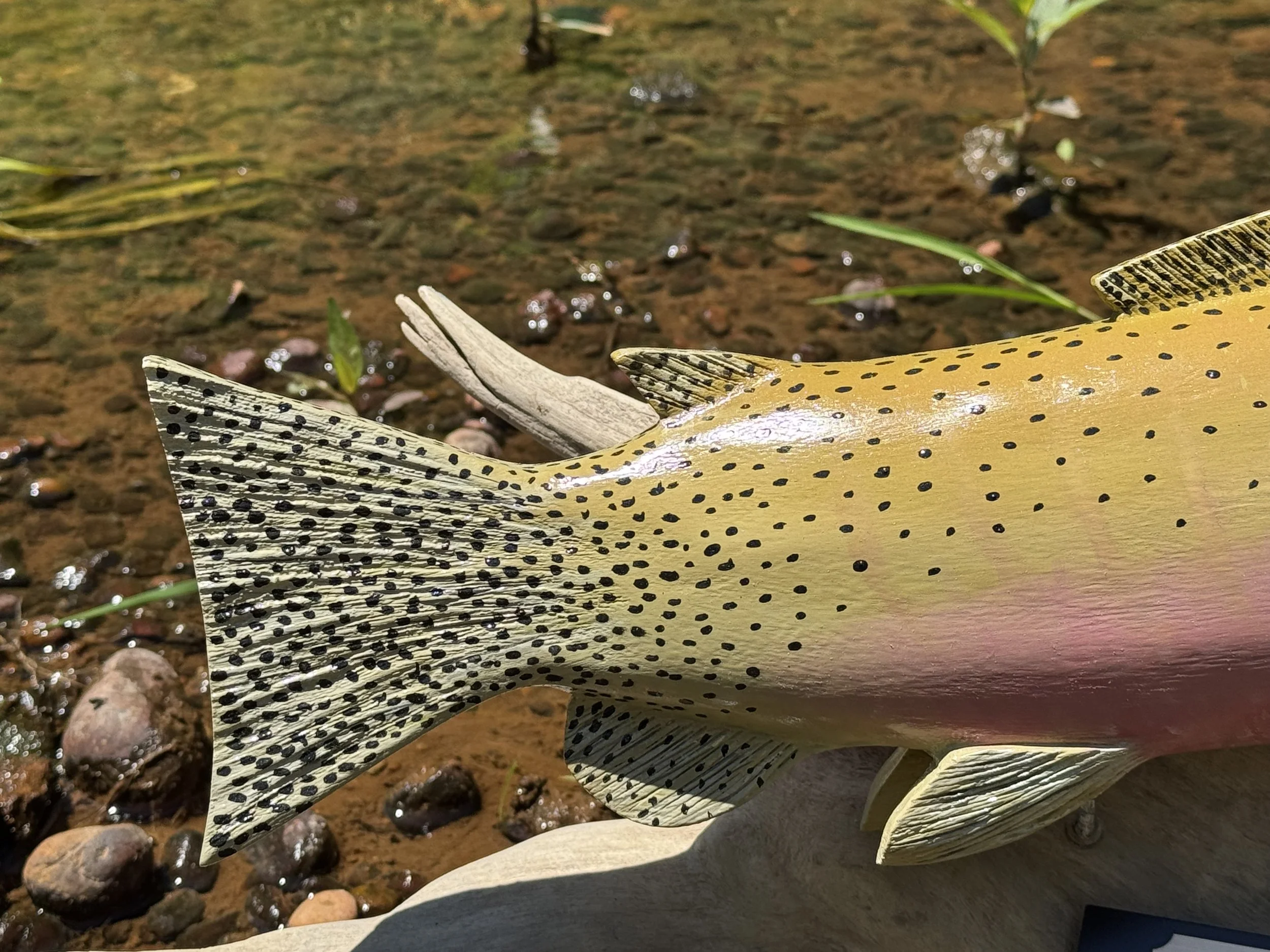 Westslope tail Detail