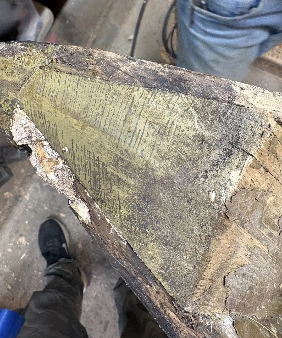 rotten stem which needed replacing