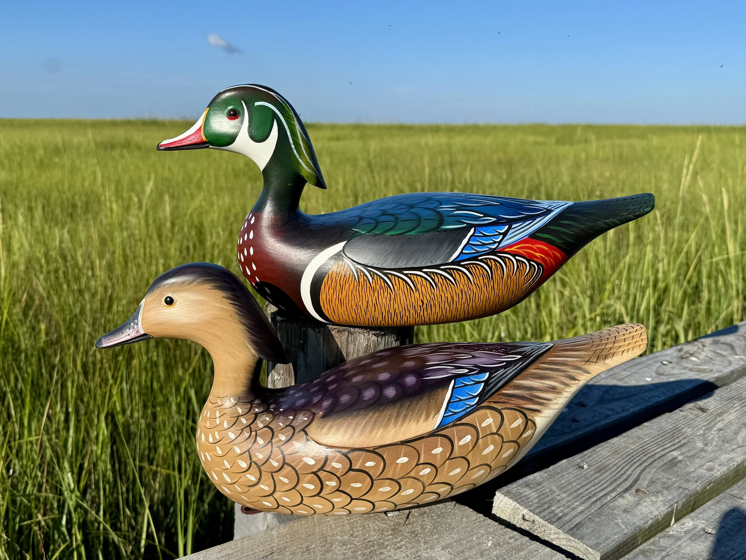 Alert wood duck pair.