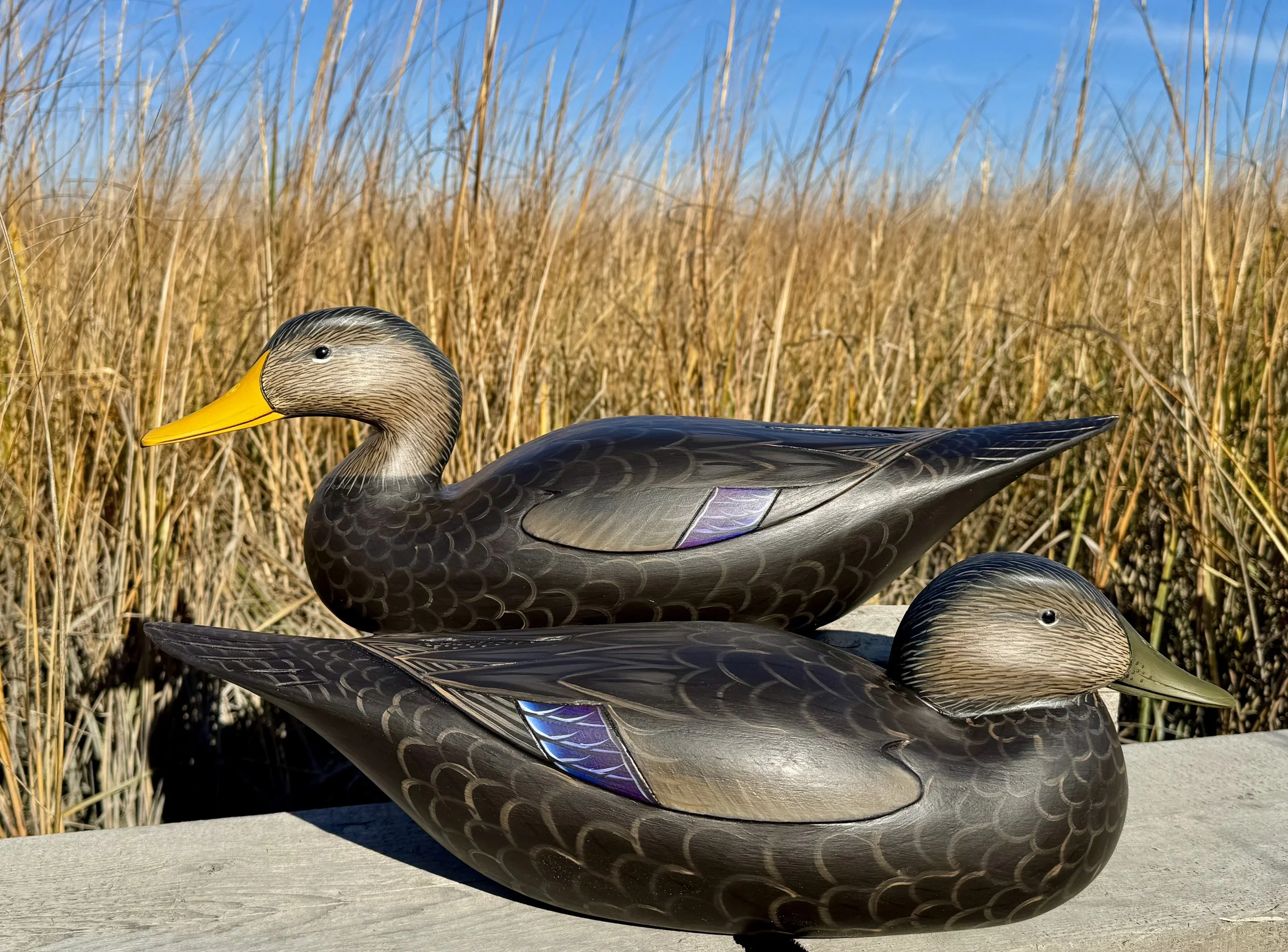 Black Duck pair in the Marsh