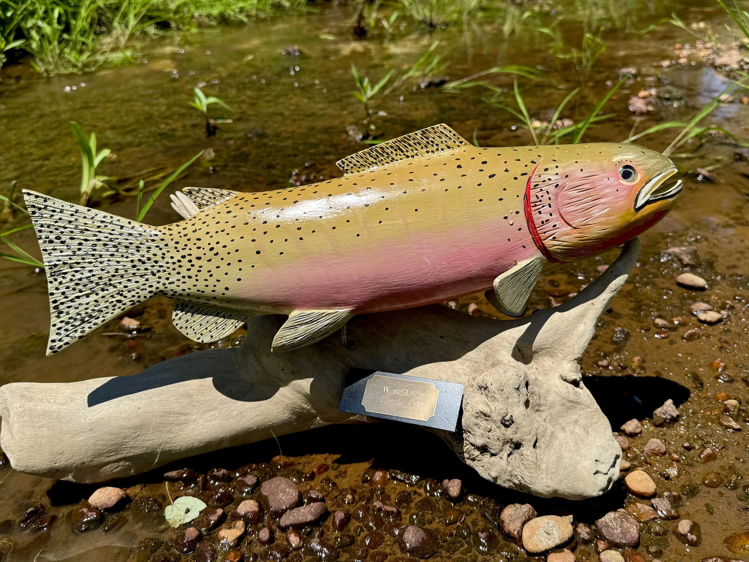 West slope Cut Throat Trout